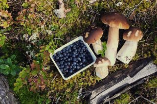 Blaubeeren und Pilze auf Moos